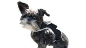 Portable Surveillance System GPS Pet Tracking Collars for Hunting Dogs Size:M