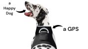 Long Range Tracking Pet Tracker GSM GPS Tracking Collars for Hunting Dogs Size:S