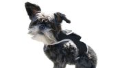 Mini Waterproof GPS Tracking Collars for Hunting Dogs w/ Tracking App Size:XL