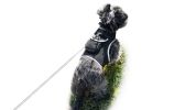 Long Range Tracking Pet Tracker GSM GPS Tracking Collars for Hunting Dogs Size:S