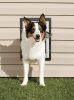 PetSafe Wall Dog Door